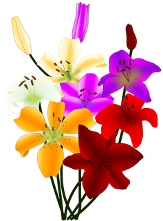 flowers gigli